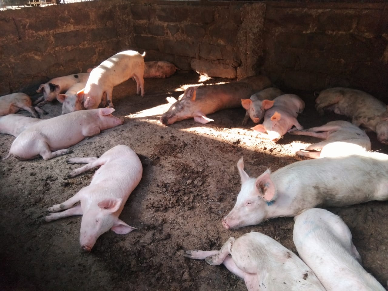 Meat cutting operations